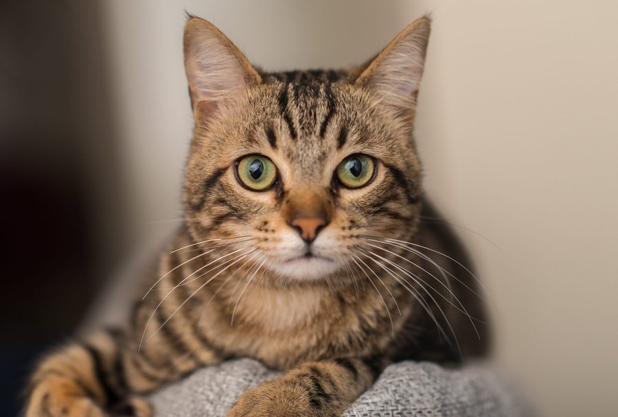 A photo of a cat